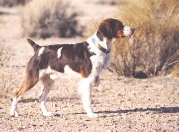 2003 Magnum's Masked Man Award Winner Am. Fld. Ch., FC/AFC Shiloh's Blazin Tri'D N Tru