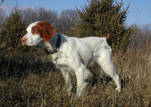 2006 Tritronics Award Winner, Barneys Hi Proof Ron Rico