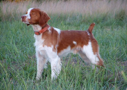 2006 Tritronics Award Winner, Barneys Hi Proof Ron Rico