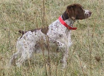 2007 Magnum's Masked Man Award Winner Country Roads Navigator