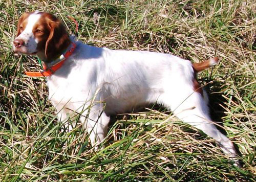 2010 Tritronics Award Winner, Sniksoh Sally